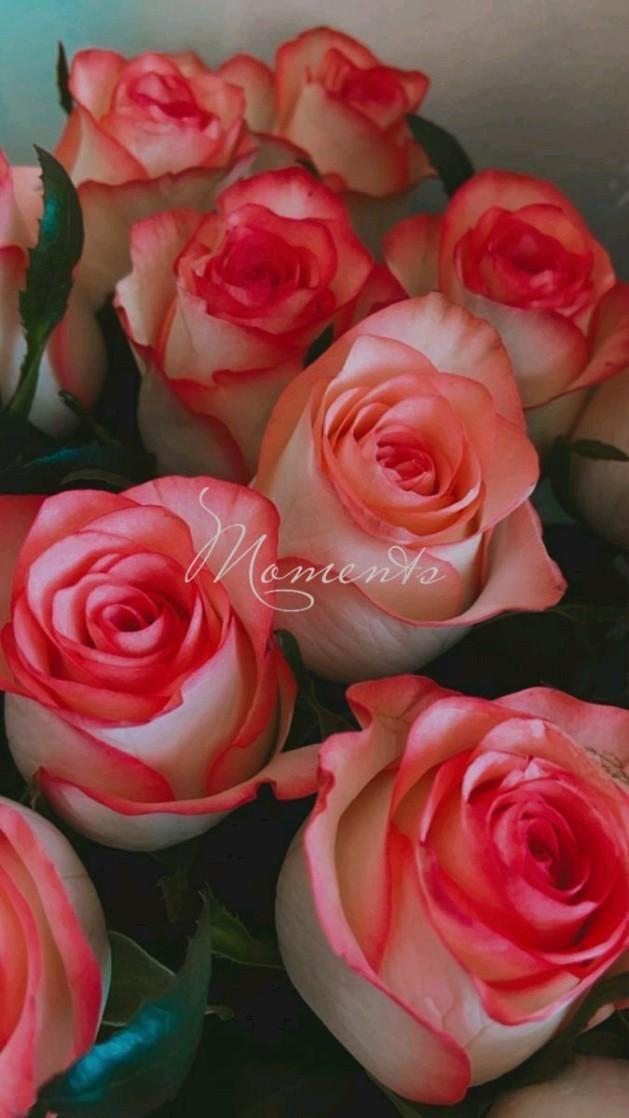 Meadow Breeze Freshness Floral Mix
